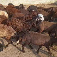 تعدادی بره ماده بفروش می‌رسد