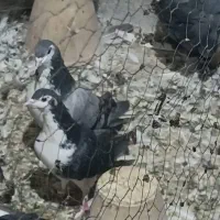چن کبوتر دمیگر وکاشونی درجه یک به شرط همه چی تمام