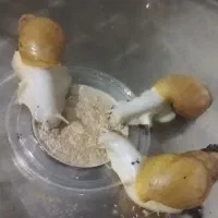 حلزون