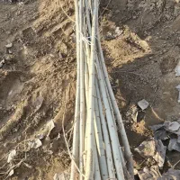 نهال صنوبر انتخاب درست کاهش ریسک کشت