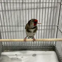 سره۲رگ ذاغ