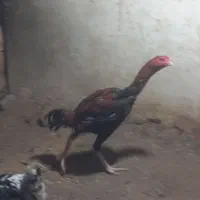 تخم لاری نطفه دار