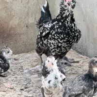 تخم نطفه دار گلین خال سوزنی و طوسی
