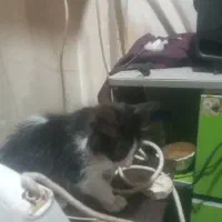 بچه گربه خوشگل تاکسیدو