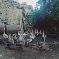 قوغاز