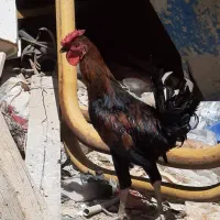 خروس چهل تاج