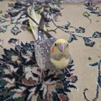 کوکاتیل ( عروس هلندی ) بازی گوش و دستی*