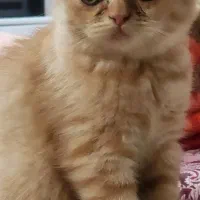 گربه
