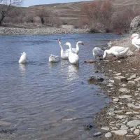 قوغاز نر