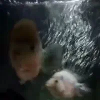 فلاور و آکواریم