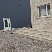 سگ ژرمن شپرد