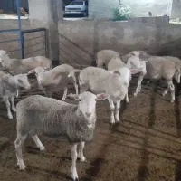 بره نر پای پروار