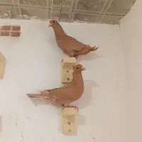 جفت زرد با ماده سر سفید