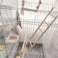 عروس هلندی