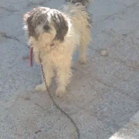 سگ خوب