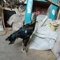 جوجه خروس لاری