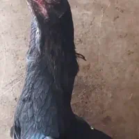 مرغ لاری