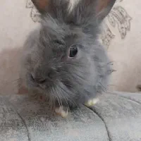 خرگوش