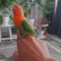 کوتوله اوپلاین فوق دستی