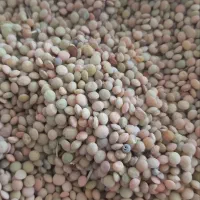 عدس محلی ریز و عدس درشت ارگانیک