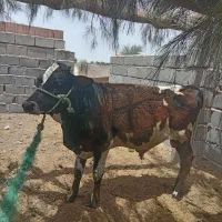 گوساله نر