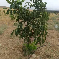باغ-هزار-متری