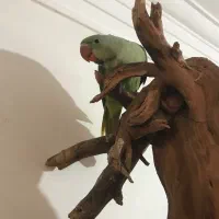 جوجه شاه طوطی اسکندر ۴۵ روزه