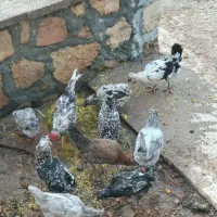 مرغ گلین تخم گذار جوان و سالم