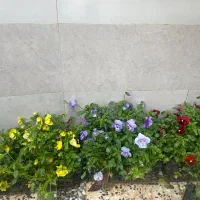 گل جعبه ای عید