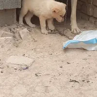 توله خراسانی