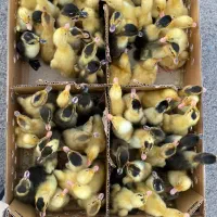 اردک پکنی دومنظوره