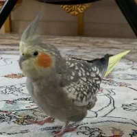 عروسی هلندی گمشده