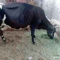 گاو آبستن 4ماه