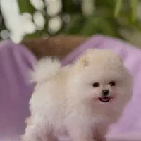 توله سگ فانتزی ریز