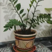 گل زامبوفیلیا