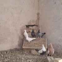 کفتر بهبهونی ماده