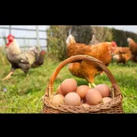 فروش تخم مرغ ارگانیک   باجگاه‌‌‌ فارس.