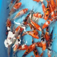 نژاد کوی فیش ماهی تایلندی متالیک
