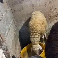 نر و ماده زل و افشار