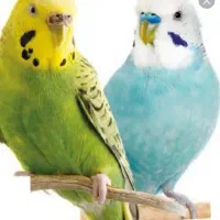 فروش دو عدد مرغ عشق