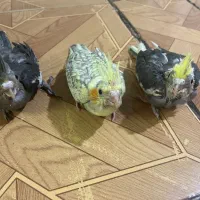 جوجه عروس هلندی
