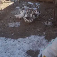 ۷ عدد غاز سرحال