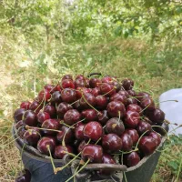 گیلاس فرنگی  طرقبه