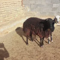 بره ۳۵ تا۴۵کیلویی  میش بابره