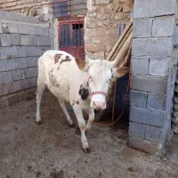 گوساله سیمیتال