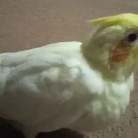 جوجه عروسی هلندی دون خور .سرلاکی .جفت مولد