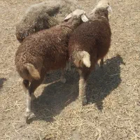 دوعدد بره و یک عدد قوچ