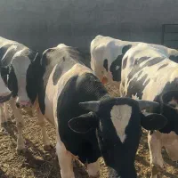 فروش گاو نر چاق