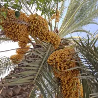 خارک برحی شیرین و عسلی به صورت عمده
