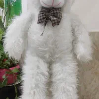 شاسخین